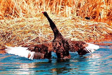 《奥尔格的复仇 ～征服的旗帜～》已於STEAM平台正式上市！